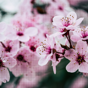 Song of the Spring
