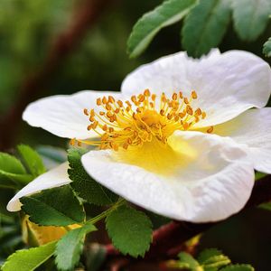 被幸福包围（纯音乐）