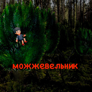 Можжевельник