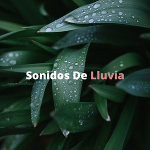 Una Llovizna En El Bosque