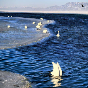 The swan spread its wings