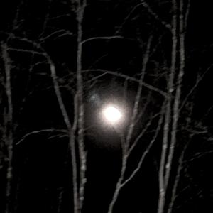 final breath (dead roses)