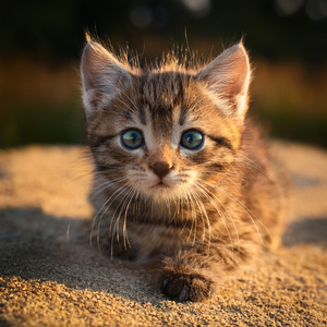 El Movimiento De La Cola