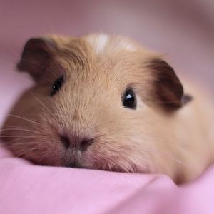 阳台（选自《罗密欧与朱丽叶》中文版音乐剧）（林仔女声）