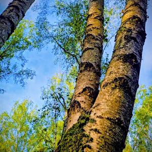 Brzoza - powierniczka smutku - dom duchów przodków - Slavic