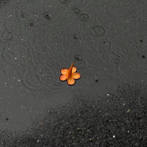 别走 ‘Don't GO Feat DISCO’