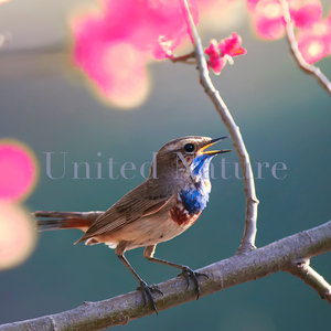 Morning Birds By The Brook