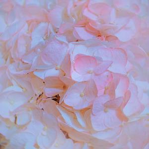 纸花 (FAKE LOVE Chinese Ver.)