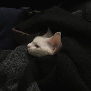 故里逢春（女声片段）