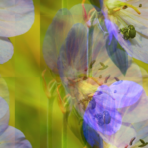 Intertropical