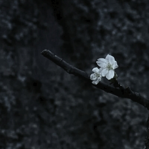 “桜が咲く時”