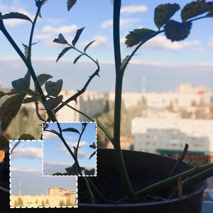 Новая жизнь