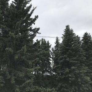 美好事物总是稍纵即逝