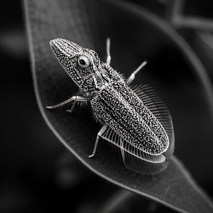 Kelidana Flying Cow's Final Moo