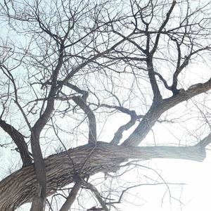Dans les bois (feat. Nocturne Sun & sijaurais)