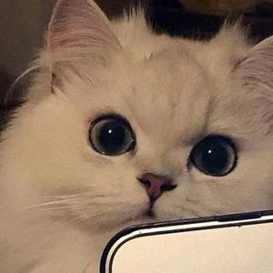 天下第一喜欢你