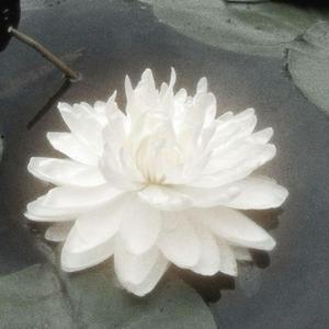 A Water Lily