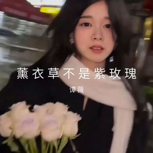 薰衣草不是紫玫瑰