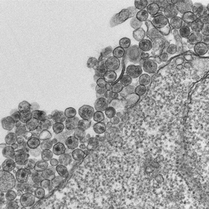 我需要一颗纯洁的心灵来拯救我的灵魂和肉体