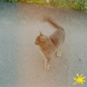 chat