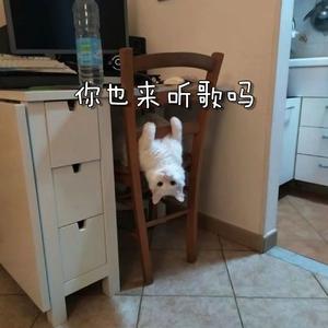 无问西东（Cover 王菲）