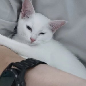 多余的解释（cover许嵩）