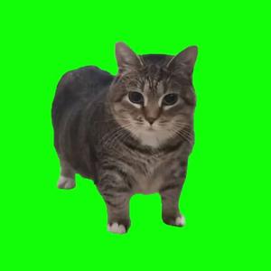 旋转猫oiiaioooooiai