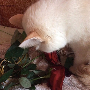 i feel (prod. yung skah)