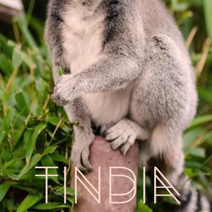 Lemur