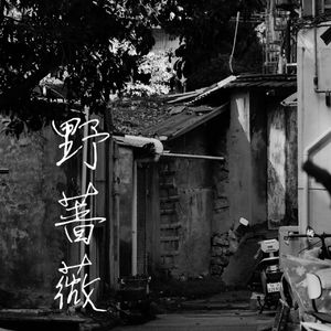 野蔷薇