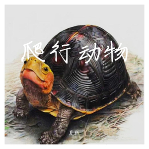 乌龟（Live 2020.09.28）