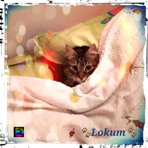 Lokum