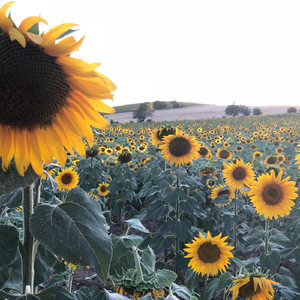 Meaning of sunflowers