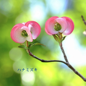 ハナミズキ (feat. 一青窈) [Cover]