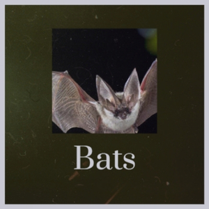 Drama Action Underscore