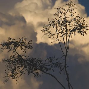 雨