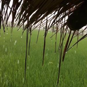 เสียงเขียดร้องยามเย็น ท้องทุ่งนา บ้านนา