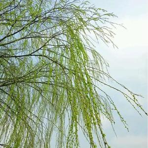 绿丝绦(prod.Furyl,4_Chords)