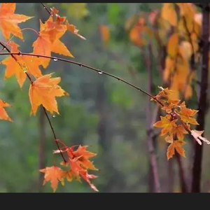 秋雨夜眠（吉他版）