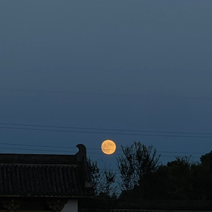 晚婚cover谭维维