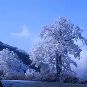 京城的雪终究落不到城南的街