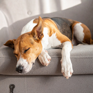 Reflexiones De Perros Silenciosos