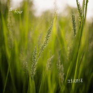 候鸟掠过钢铁的荒原