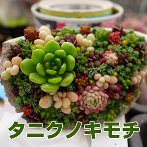 タニクノキモチ