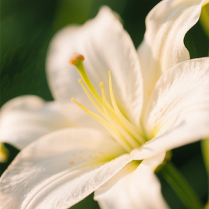 光なんて見えなくて