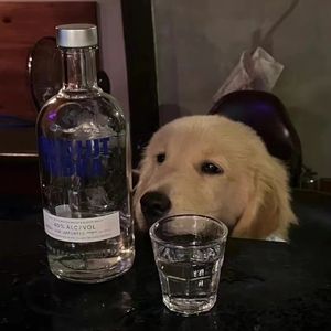 芳华慢+霜雪千年