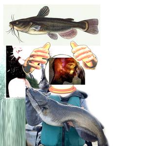 CatFish
