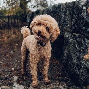 诗意的训练犬节奏