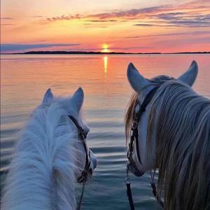 公主与玫瑰Ялюблю