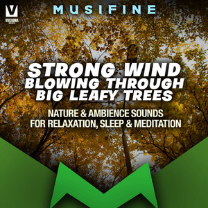 Strong Wind Blowing Through Big Leafy Trees (Nature & Ambience Sounds for Relaxation, Sleep & Meditation)